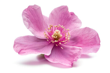 Obraz premium Pink Flower with Dew Drops Close-Up - Delicate and Fresh Blossom with Morning Dew and Natural Elegance