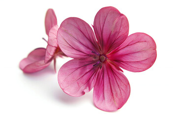 Pink Geranium Flower Close-Up - Delicate and Elegant Blossom with Soft Pink Petals and Natural Beauty