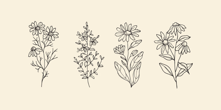 Hand drawn camomile, st.john's wort, calendula, echinacea flowers