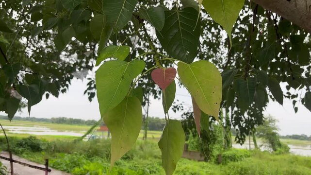 Bodhi tree Ficus religiosa , Peepal Tree ( Ficus religiosa ) looks beautiful.