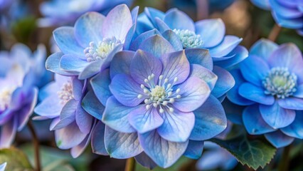 A cluster of blue flowers with delicate petals, showcasing their intricate details and vibrant color. The image captures the beauty of nature and the simple elegance of floral blooms.