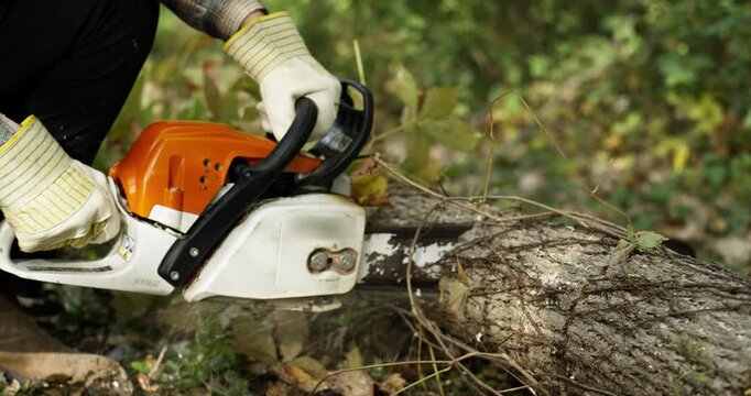 Chainsawing A Tree Laying On The Ground