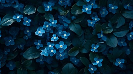 Fototapeta premium Niezapominajki, Zbliżenie, Niebieskie kwiaty, Jasnoniebieski, Ciemnoniebieski, Żółte pręciki, Zielone liście, Rośliny, Kwiaty, Natura, Delikatność, Elegancja, Estetyka, Tapeta, Tło, Cyfrowa sztuka, Ko