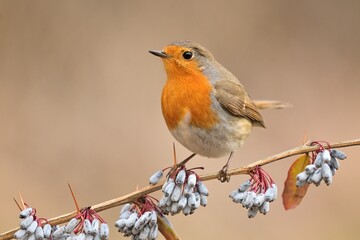 European robin Erithacus rubecula bird songbird wildlife nature predator cock o the north, beautiful animal mountain finch, animal, bird watching ornithology, flower bud fauna wildlife Europe