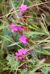 Carnation (Dianthus carthusianorum) blooms in nature
