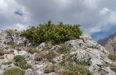 Fototapeta premium Mountain flora