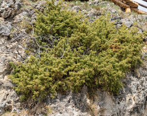 Fototapeta premium Mountain flora