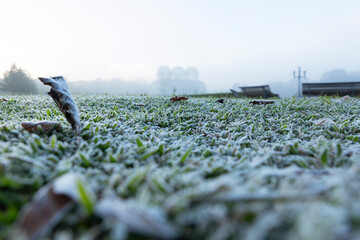 Frost in the Botanical Garden in Curitiba.