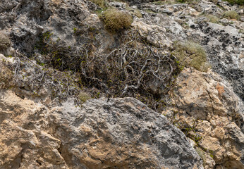 Mountain flora