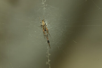 macro photography spider on the web trap to catch arachinid prey