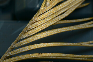 macro photography aphid plant pest vegetation disease