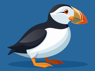 Macareux de l’Atlantique - Illustration
