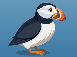 Macareux de l’Atlantique - Illustration
