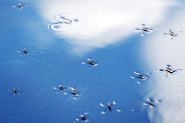 delicate ecosystem where water striders glide effortlessly on the surface of the water, showcasing nature's harmony and the beauty of fluid dynamics in motion