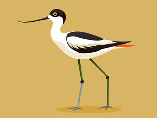 Échassier de l’avocette 
