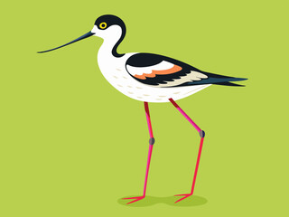 Échassier de l’avocette 