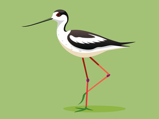 Échassier de l’avocette 