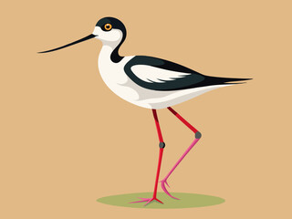 Échassier de l’avocette 