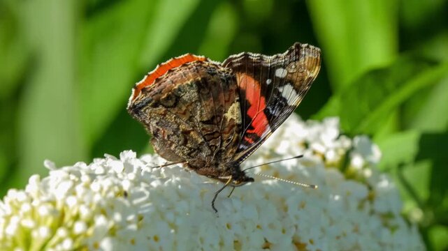close-up of a Red Admiral butterfly (Vanessa atalanta) feeding on a buddleja davidii (white profusion) butterfly bush, Wiltshire UK