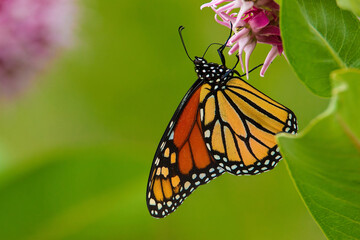 monarch butterfly on flower