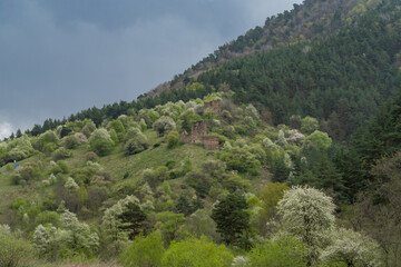 Naklejka premium forest in the mountains