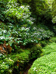 Beautiful nature of tropical forest on Sao Miguel insland.