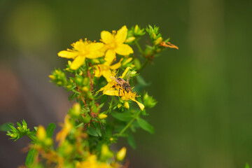 A honeybee on the yellow flower of a St. John's wort bush.