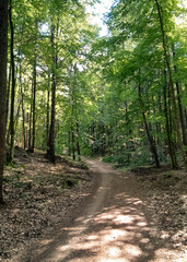Forest landscape. Beauty of nature.