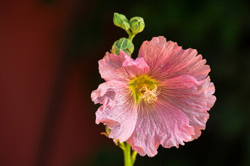 close up of a pink flower