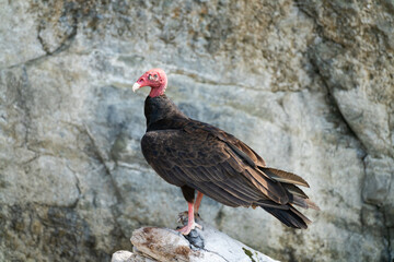turkey vulture on a rock