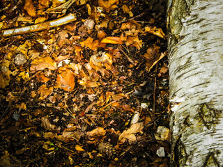 Forest nature - a cut birch as a nature background