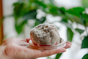 Close-up of a person hand holding a moldy, Tomato in a plastic container, with green foliage in the background. 