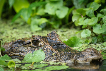 cayman in the water