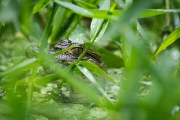 young cayman through the leaves