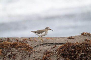 sandpiper