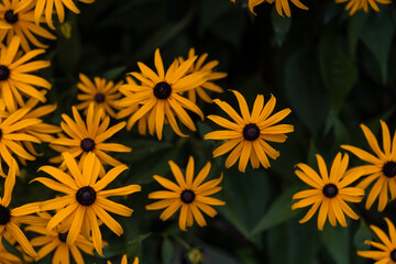 Close-Up of Yellow Flowers in Bloom