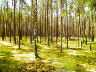 Landscape of Tuchola Forest, South Kashubia, Poland.