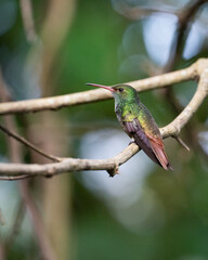 hummingbird