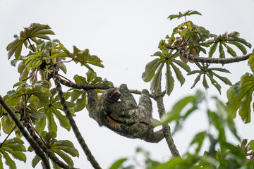Sloth in tree