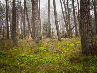 Pine forest, northern Poland.