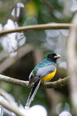 Colourful Bird
