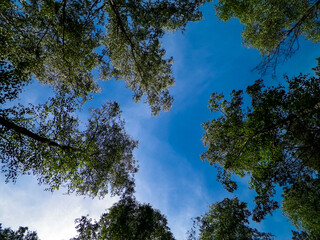 Obraz premium Tuchola Forest trees as nature background.