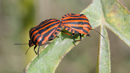 state potato beetle