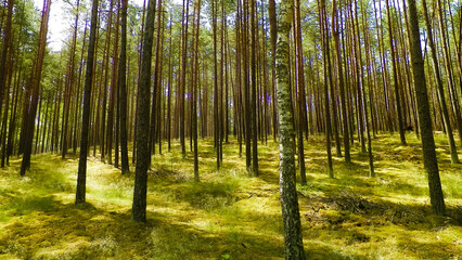 Landscape of Tuchola Forest, South Kashubia, Poland.
