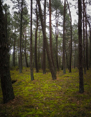 Landscape of pine forest, northern Poland.