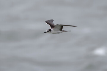 bridled tern or Onychoprion anaethetus near Elephanta Island Maharashtra, India