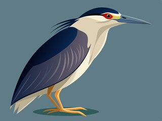 Illustration d'un héron de nuit à couronne noire (Nycticorax nycticorax)

