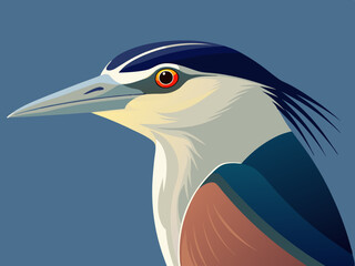 Illustration d'un héron de nuit à couronne noire (Nycticorax nycticorax)
