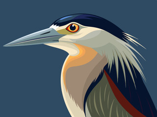 Illustration d'un héron de nuit à couronne noire (Nycticorax nycticorax)
