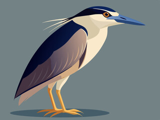 Illustration d'un héron de nuit à couronne noire (Nycticorax nycticorax)
